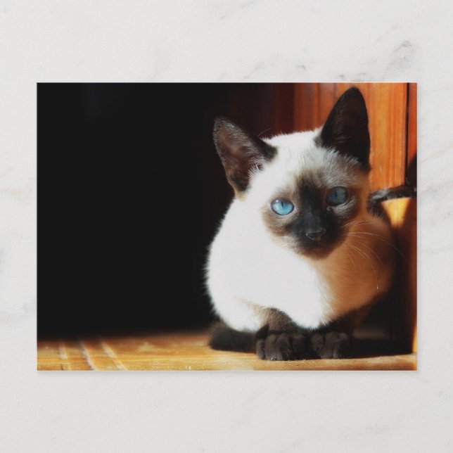 Siamese Kitten Postkarte (Vorderseite)