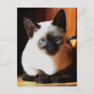 Siamese Kitten Postkarte