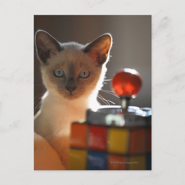 Siamese Kitten Postkarte (Vorderseite)