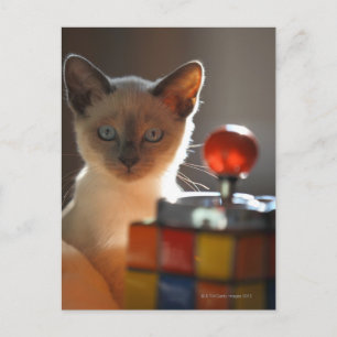Siamese Kitten Postkarte