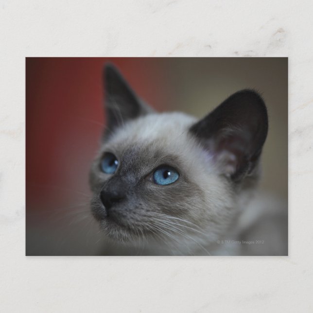 Siamese Kitten Postkarte (Vorderseite)