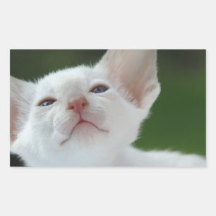 Siamese Kitten Rechteckiger Aufkleber