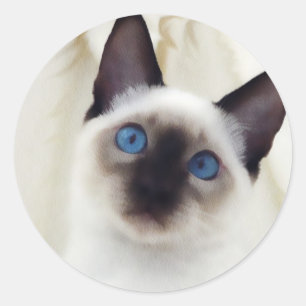 Siamese Kitten Runder Aufkleber
