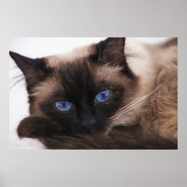 Siamese Kitten Sweetie Face Poster (Vorne)