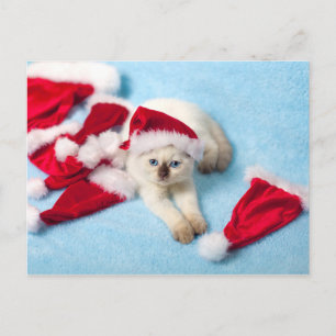 Siamese Kitten: Weihnachtsmannmützen Feiertagspostkarte