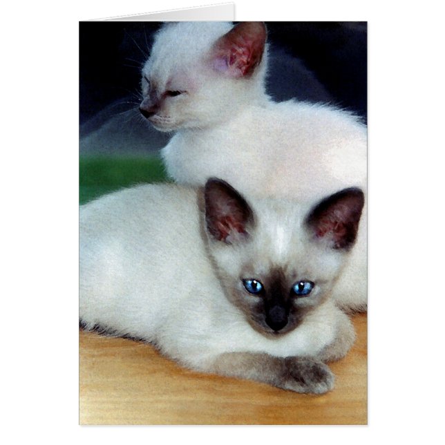 Siamese Kittens Card (Vorne)