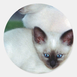 Siamese Kittens Sticker