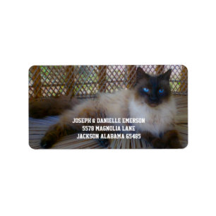 Siamese Kitty Address Labels Adressaufkleber