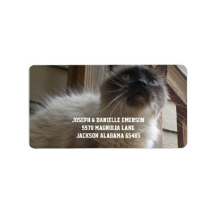 Siamese Kitty Address Labels Adressaufkleber