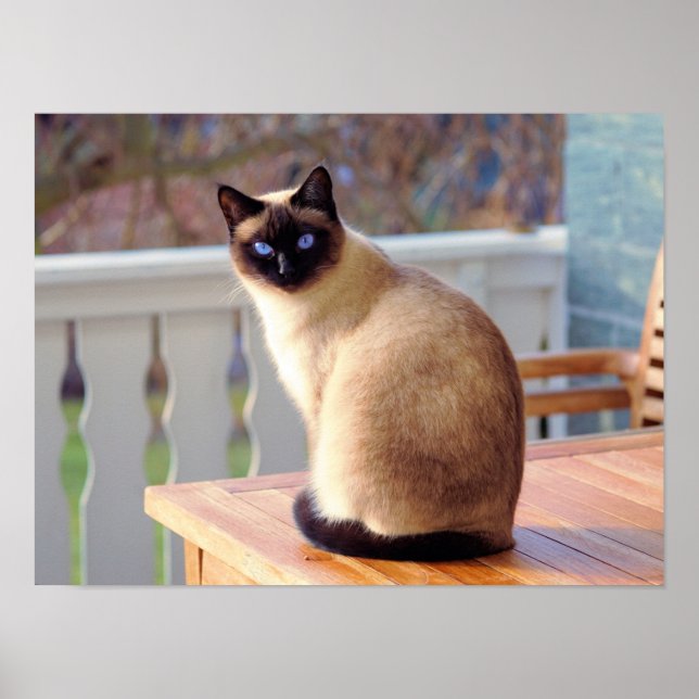 Siamese Kitty Cat Anpassbares Poster (Vorne)