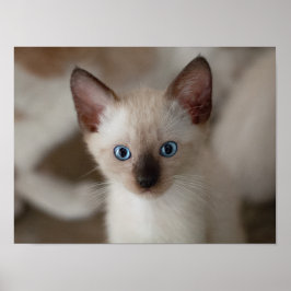 Siamese Kitty Cat Anpassbares Poster