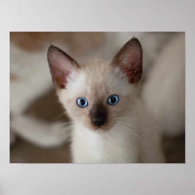 Siamese Kitty Cat Anpassbares Poster (Vorne)