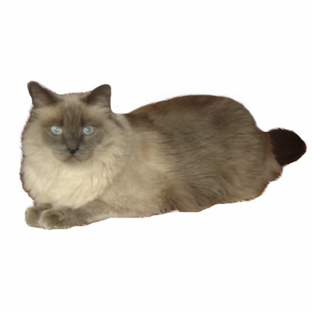 Siamese Mix Katze Fotoskulptur (Vorne)