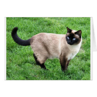 SIAMESE SCHAUTY