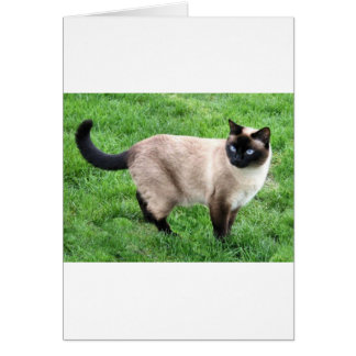 SIAMESE SCHAUTY