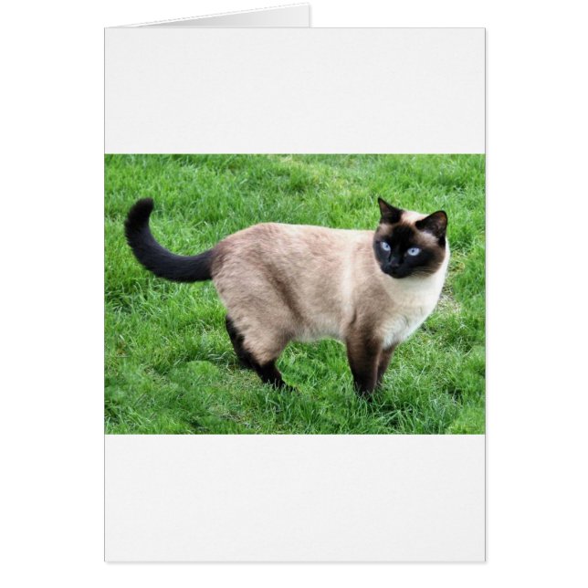 SIAMESE SCHAUTY (Vorne)