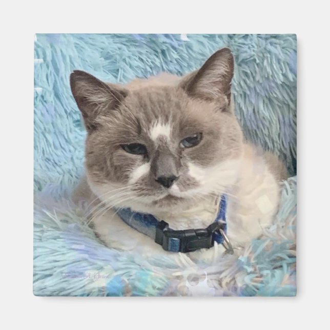 Siamese Snowshoe Cat Blue Eyes Maureen Girard Magnet (Vorne)
