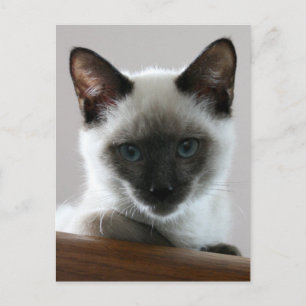Siamese Stare Postkarte