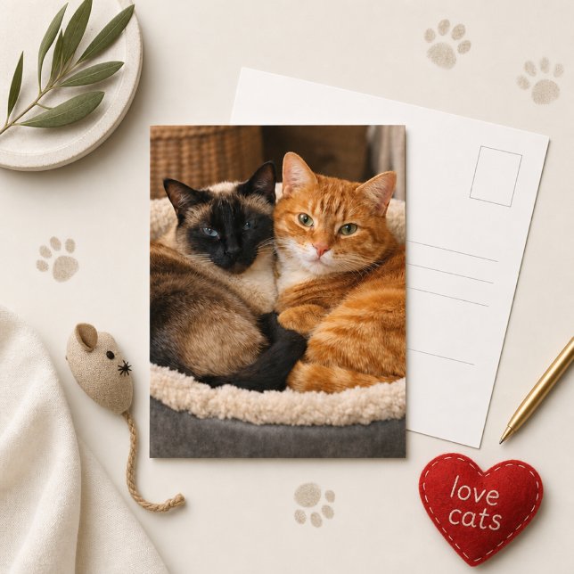 Siamese und Ginger Süße Katzen  Postkarte (Von Creator hochgeladen)