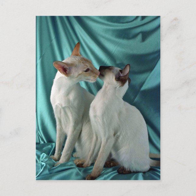 Siamesen, rote Punkte und Siegel Postkarte (Vorderseite)