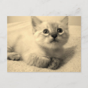Siameser Liebling Postkarte