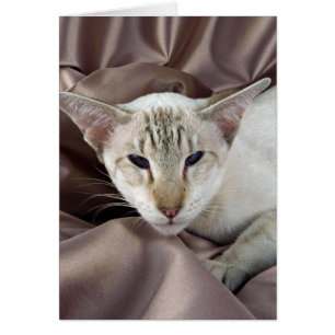 Siamesisch, Schokolade Tabbypunkt