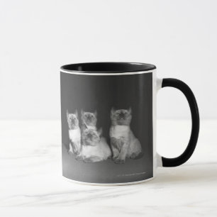 Siamesische Kätzchen, die oben B&W schauen Tasse