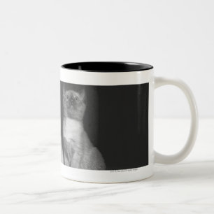 Siamesische Kätzchen, die oben B&W schauen Zweifarbige Tasse