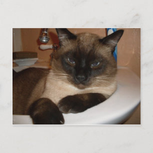 Siamesische Katze im Waschbecken Postkarte