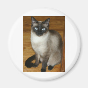 Siamesische Katze Magnet