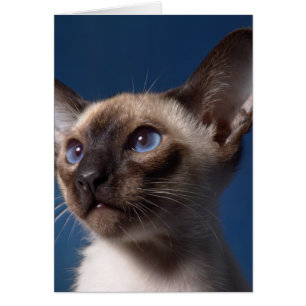 Siamesische Katze mit blauen Augen