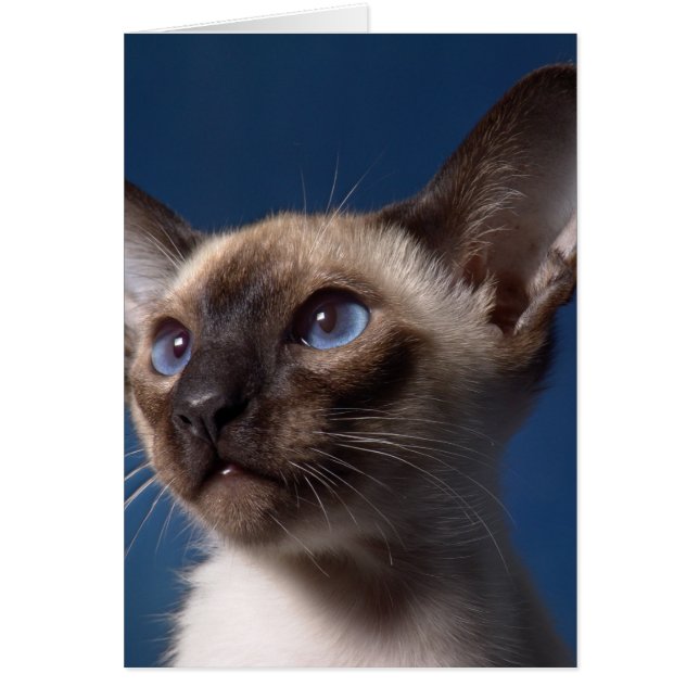 Siamesische Katze mit blauen Augen (Vorne)