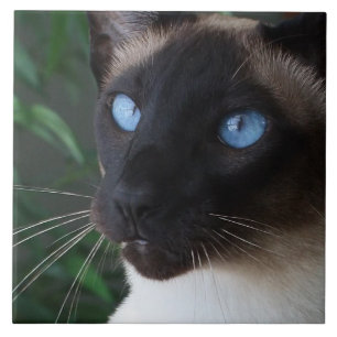 Siamesische Katzen-blaue Augen Fliese