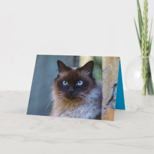 Siamesische Kitty-Katze Süße Anpassbare Karte