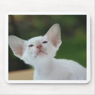 Siamesisches Kätzchen Mousepad