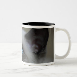 Siamesisches Kätzchen Zweifarbige Tasse