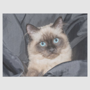 Siamesisches Kittpapier Seidenpapier