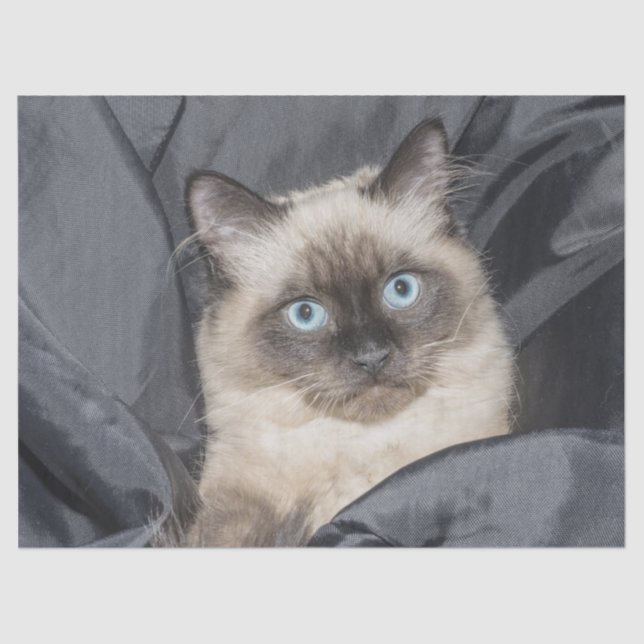 Siamesisches Kittpapier Seidenpapier (Vorderseite)