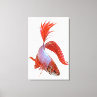 Siamische Kampffische (Betta splendens) Leinwanddruck