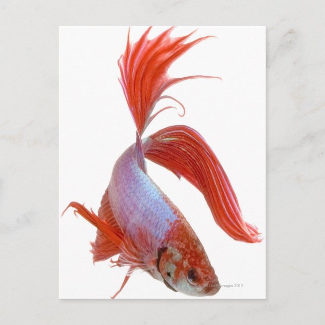 Siamische Kampffische (Betta splendens) Postkarte (Vorderseite)