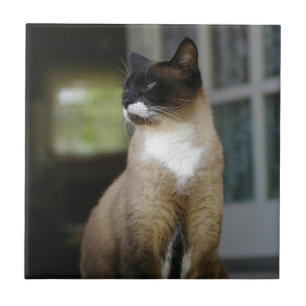 Siamische Katze auf der Porsche Fliese