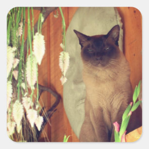 Siamische Katze Posing 1 Tier Quadratischer Aufkleber