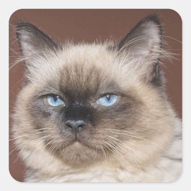 Siamische Katzenaufkleber Quadratischer Aufkleber (Vorderseite)