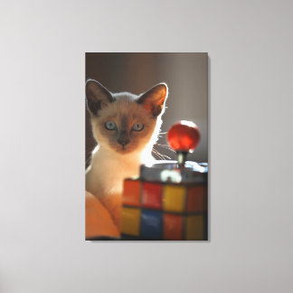 Siamkatze 2 leinwanddruck