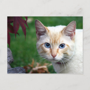 Siamkatze auf Postkarte
