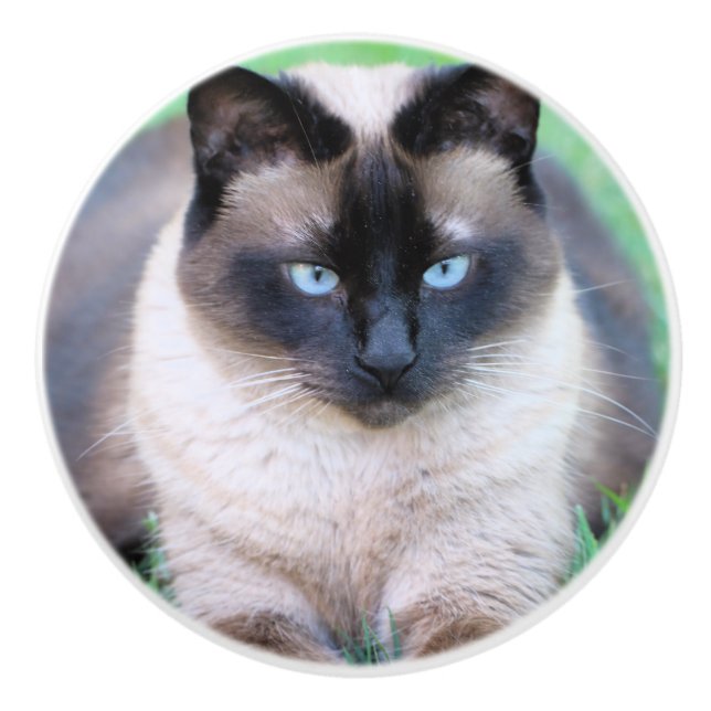 Siamkatze Keramikknauf (Vorderseite)