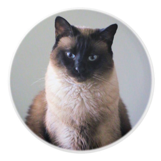 Siamkatze Keramikknauf (Vorderseite)