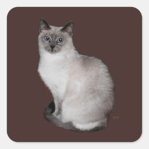 Siamkatze mit blauen Augen Quadratischer Aufkleber