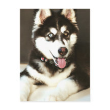 Siberian Baby Huskey Pet Dog Foto Postkarte