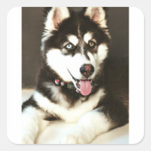 Siberian Baby Huskey Pet Dog Foto Postkarte